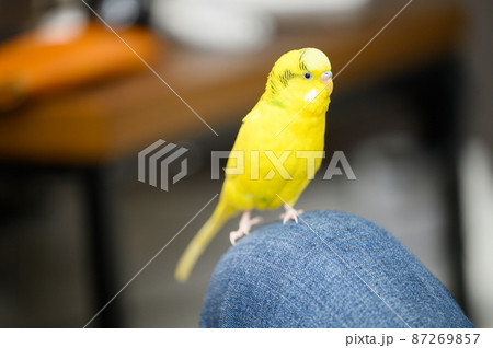 黄色いセキセイインコ 87269857