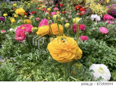 Beautiful flowering Buttercup or ranunculus (lat. - Ranunculus) Beautiful flowering Buttercup or ranunculus (lat. - Ranunculus) 87269944