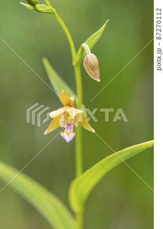 カキラン　長万部町 87270112