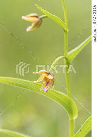 カキラン　長万部町 87270116