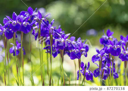 シベリアアヤメ 百合が原公園 札幌市 シベリアアヤメ 百合が原公園 札幌市 87270138