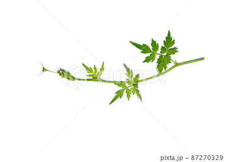 Close up Balloon vine, Heart pea, Heart seed, Smooth leaved heart Pea plant on white background. Close up Balloon vine, Heart pea, Heart seed, Smooth leaved heart Pea plant on white background. 87270329