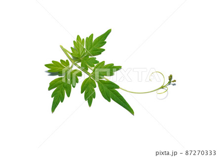 Close up Balloon vine, Heart pea, Heart seed, Smooth leaved heart Pea plant on white background. Close up Balloon vine, Heart pea, Heart seed, Smooth leaved heart Pea plant on white background. 87270333