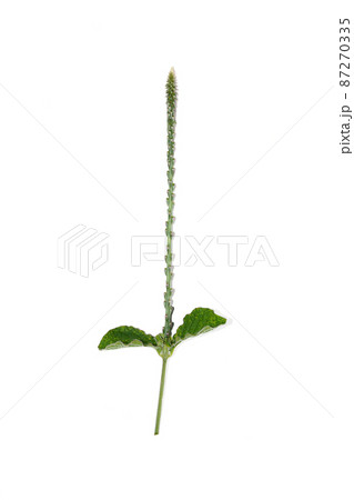 Close up Prickly chaff-flower on white background. Close up Prickly chaff-flower on white background. 87270335