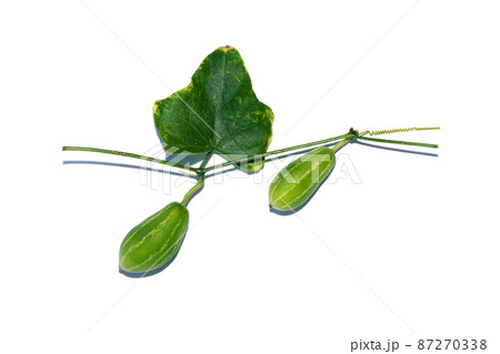 Close up fruit and leaf of Ivy gourd on white background. 87270338