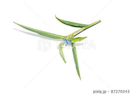 Close up Climbing dayflower, Frenchweed, Spreading dayflower, Wandering jew, Watergrass on white background. Close up Climbing dayflower, Frenchweed, Spreading dayflower, Wandering jew, Watergrass on white background. 87270343