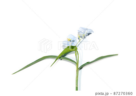 Close up Climbing dayflower, Frenchweed, Spreading dayflower, Wandering jew, Watergrass on white background. Close up Climbing dayflower, Frenchweed, Spreading dayflower, Wandering jew, Watergrass on white background. 87270360