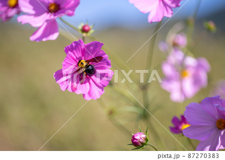 風景素材 秋風に揺れる秋桜 風景素材 秋風に揺れる秋桜 87270383