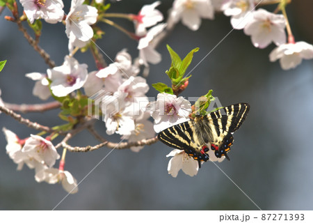 ギフチョウと満開の桜 吸蜜に訪れた新鮮な雄個体 ギフチョウと満開の桜 吸蜜に訪れた新鮮な雄個体 87271393