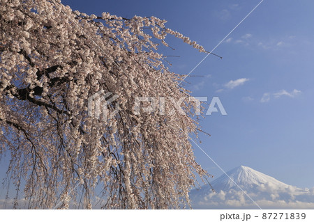 富士より高い枝垂れ桜美 87271839