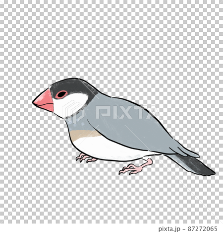 手繪灰色爪哇麻雀側身 手繪灰色爪哇麻雀側身 87272065