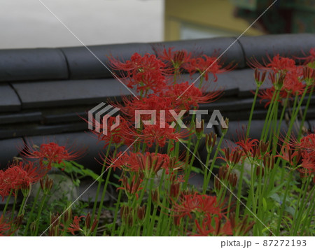 植物 秋 観光地 87272193