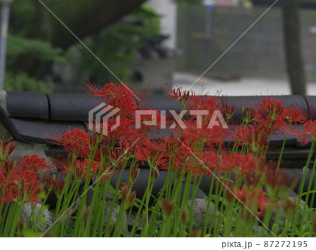 植物 秋 観光地 87272195