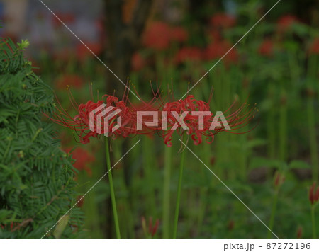植物 秋 観光地 87272196