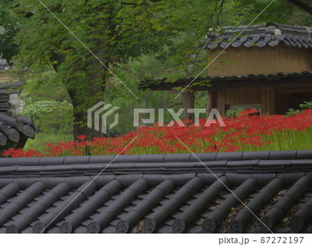 植物 秋 観光地 87272197