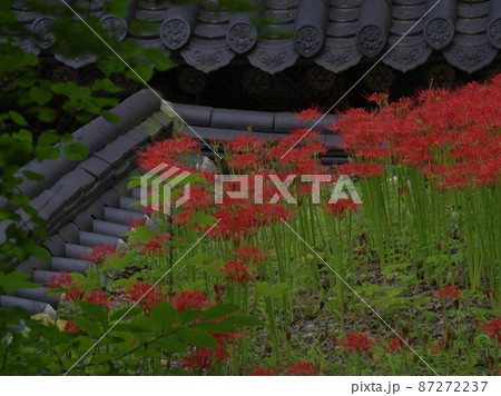 植物 秋 観光地 87272237
