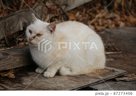 瀬戸内の島の猫 87273406