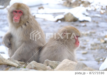 【長野県】地獄谷野猿公苑の猿 87273590