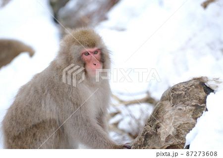 【長野県】地獄谷野猿公苑の猿 87273608