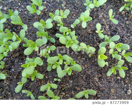 シュンギク 87273909