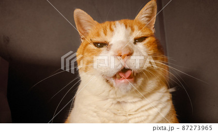 何かを訴える猫の表情 何かを訴える猫の表情 87273965