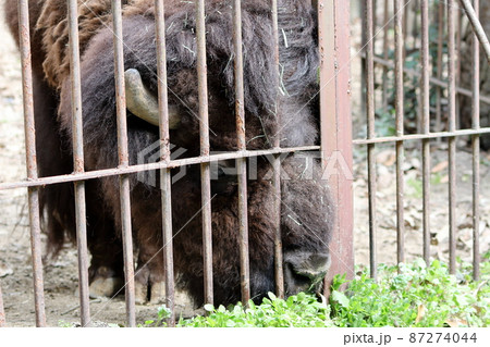 アメリカバイソン アメリカバイソン 87274044