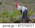 ショウコク 87274557
