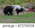 ショウコク 87274558