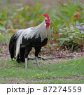 ショウコク 87274559