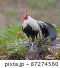 ショウコク 87274560