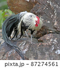 ショウコク 87274561
