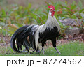 ショウコク 87274562