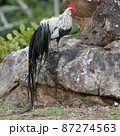 ショウコク 87274563