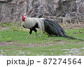 ショウコク 87274564