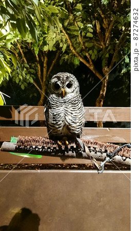 アカアシモリフクロウ 87274632