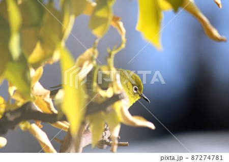 レモンの木に隠れるメジロ　右向き 87274781