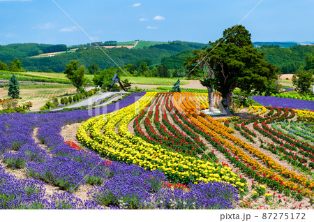 北海道美瑛町 ぜるぶの丘 ~夏の花盛り~ 北海道美瑛町 ぜるぶの丘 ~夏の花盛り~ 87275172