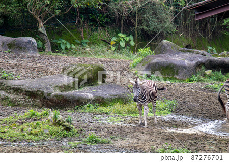 一頭のシマウマの子供 87276701
