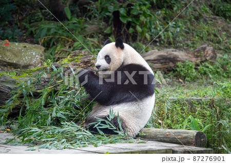 餌を食べているジャイアントパンダ 87276901