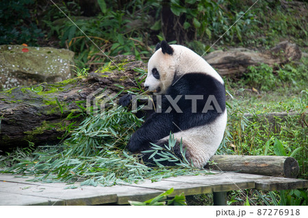 餌を食べているジャイアントパンダ 87276918