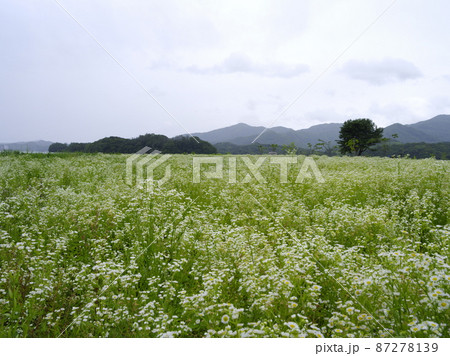 凧 グリーン 風景 87278139