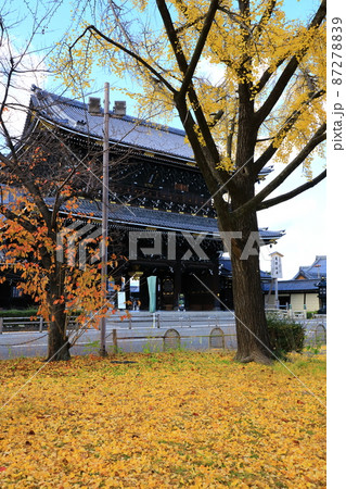秋の東本願寺　御影堂門前　青空と銀杏の木 87278839