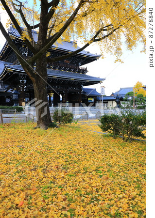 秋の東本願寺　御影堂門前　青空と銀杏の木 87278840