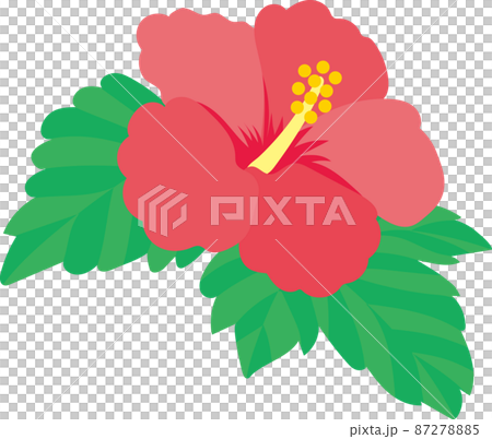 Hibiscus flower Hibiscus flower 87278885