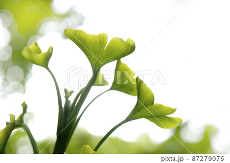 新緑 87279076
