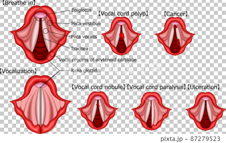 声帯　イラスト　英語 87279523