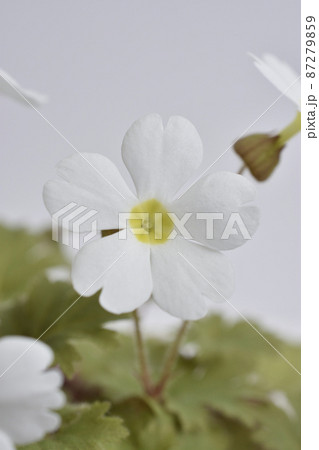 プリムラシネンシス 87279859