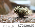 冬のシダ植物 87280085
