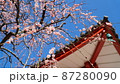 梅の花と寺 87280090