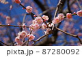 春の梅の花 87280092